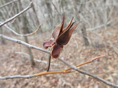 Stewartia koreana
