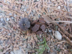 Chamaecyparis obtusa