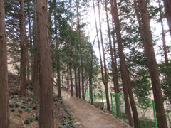 Chamaecyparis obtusa