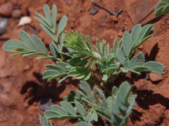 Acacia adoxa adoxa