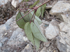 Stauntonia hexaphylla