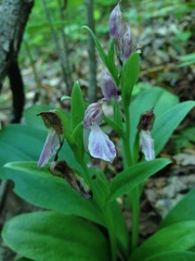 Galearis spectabilis