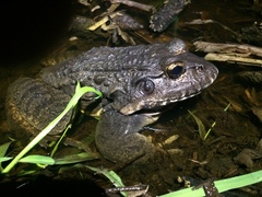 Leptodactylus labyrinthicus