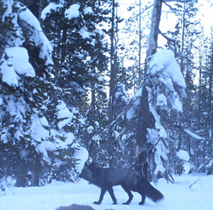 Vulpes vulpes necator