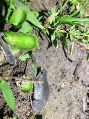 Elachistocleis bicolor