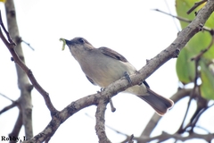 Pachycephala cinerea