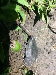 Elachistocleis bicolor