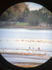 Triakis semifasciata