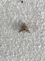 Eoparargyractis irroratalis