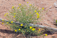 Heterotheca polothrix