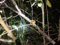 Dendropsophus sanborni