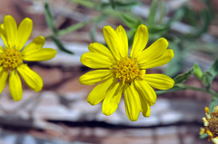 Heterotheca polothrix