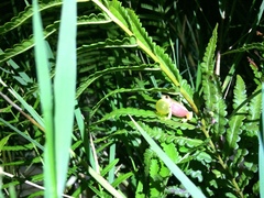 Dendropsophus sanborni