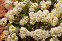 Eriogonum clavellatum