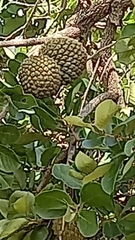 Annona crassiflora