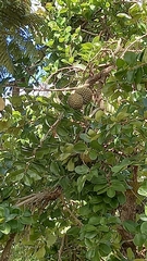 Annona crassiflora
