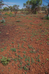 Acacia adoxa adoxa