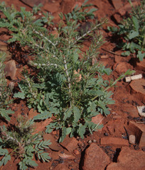 Acacia adoxa adoxa