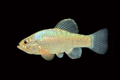 Cyprinodon tularosa