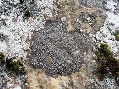 Rhizocarpon reductum