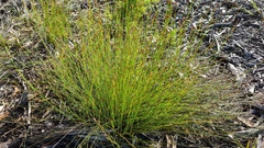 Eurychorda complanata