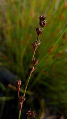 Eurychorda complanata