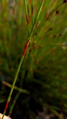 Eurychorda complanata