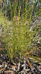 Eurychorda complanata