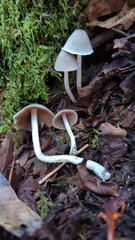 Coprinopsis canoceps