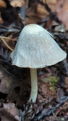 Coprinopsis canoceps