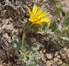 Agoseris monticola