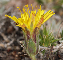 Agoseris monticola