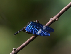 Zenithoptera fasciata