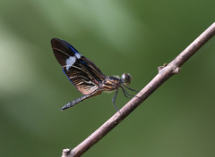 Zenithoptera fasciata