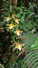 Oncidium hallii