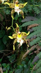 Oncidium hallii