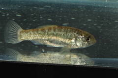Cyprinodon tularosa