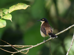 Donacobius atricapilla