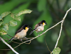 Donacobius atricapilla