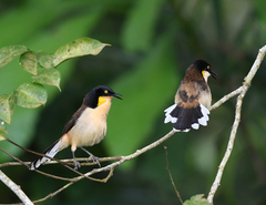 Donacobius atricapilla