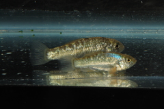 Cyprinodon tularosa