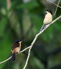 Donacobius atricapilla