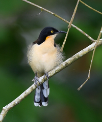 Donacobius atricapilla