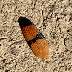 Temognatha