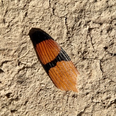 Temognatha