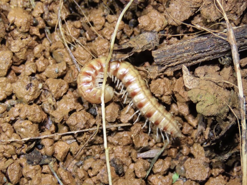 Ricodesmus