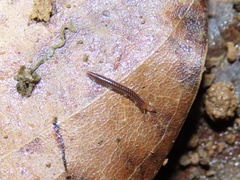 Stemmiulidae
