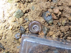Stemmiulidae