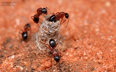 Camponotus armstrongi