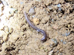 Stemmiulidae